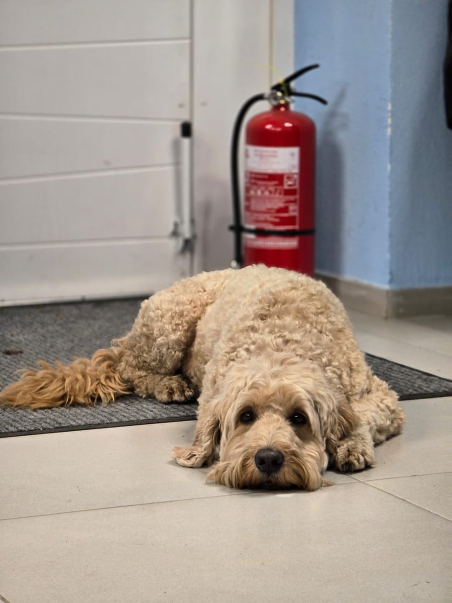 Swampy_EOD_Ukr's tweet image. Dad says treats are on hold till I can find us a boost. Where's my bonking bone loving fellas at?
#ukraine #supportukraine #dogsofwar #servicedog #eod #medical #nafo #fellas