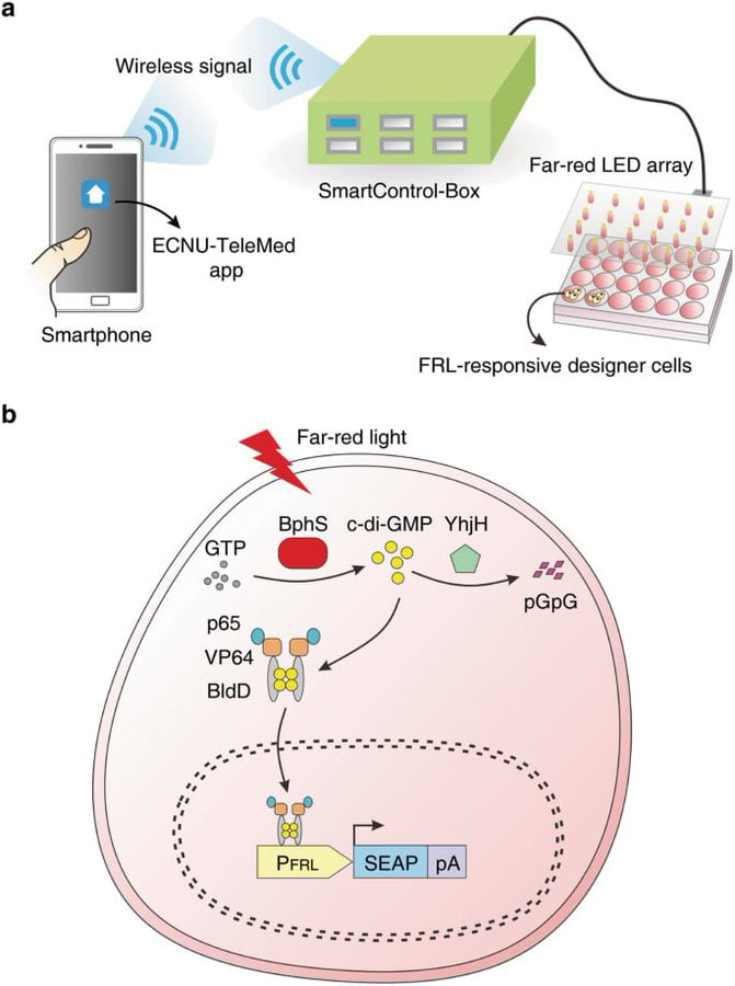CorinneNokel's tweet photo. Constructing Smartphone-Controlled Optogenetic Switches in Mammalian Cells
#Optogenetics
#Telemedicine
#SmartSensing
#MedicalBodyAreaNetwork
Ultraremote-control transgene expression...
https://t.co/0K19aiTlri https://t.co/yE3zmJVenz