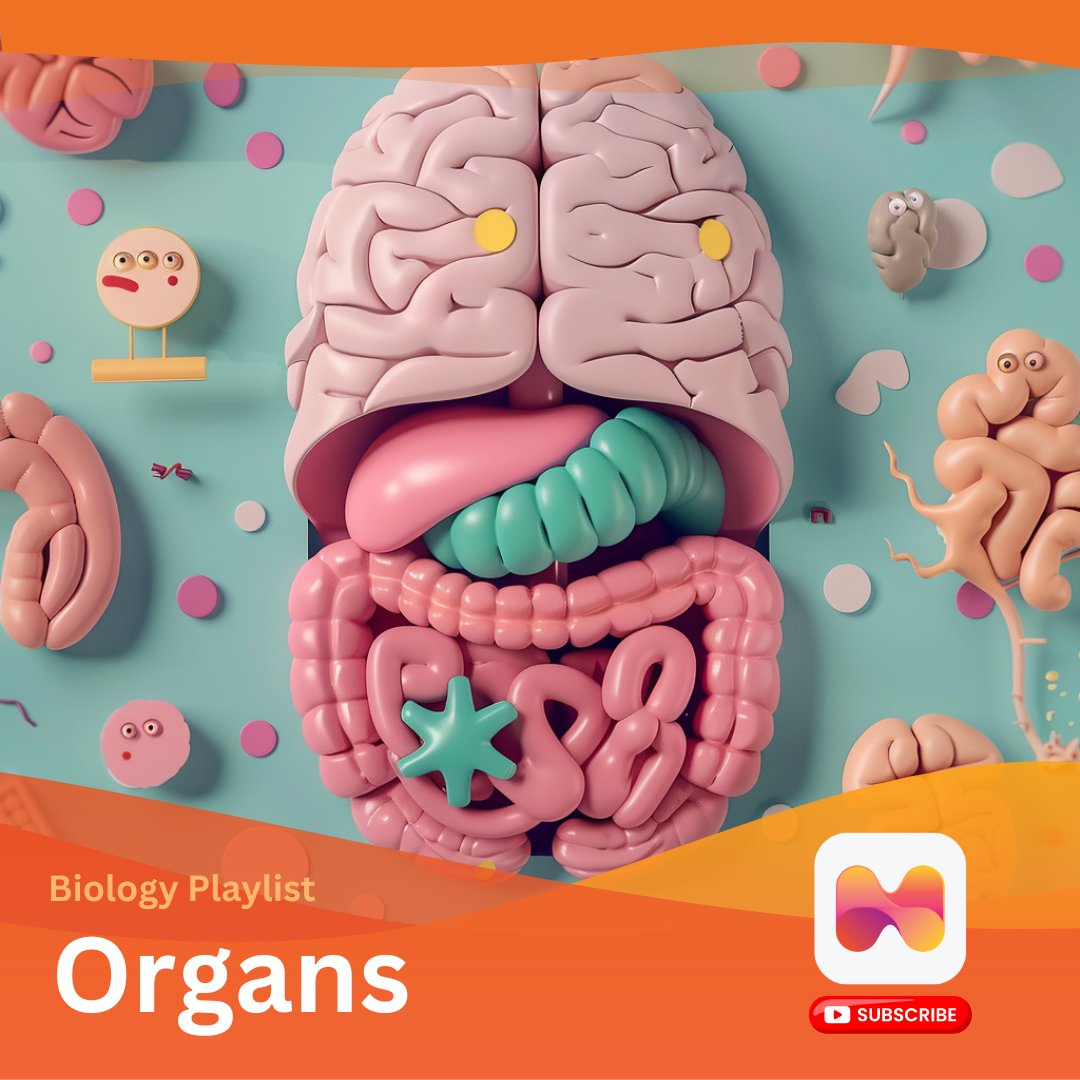 Amazing News Update! 🌐🔬

We're ecstatic to unveil our newest YouTube playlist focused on the intricate world of human organs!  Engage with our deep dive into the marvels of human anatomy.

🎶 youtube.com/playlist?list=…

#NewPlaylist #YouTube #ExploreTheBody #DiscoverBiology