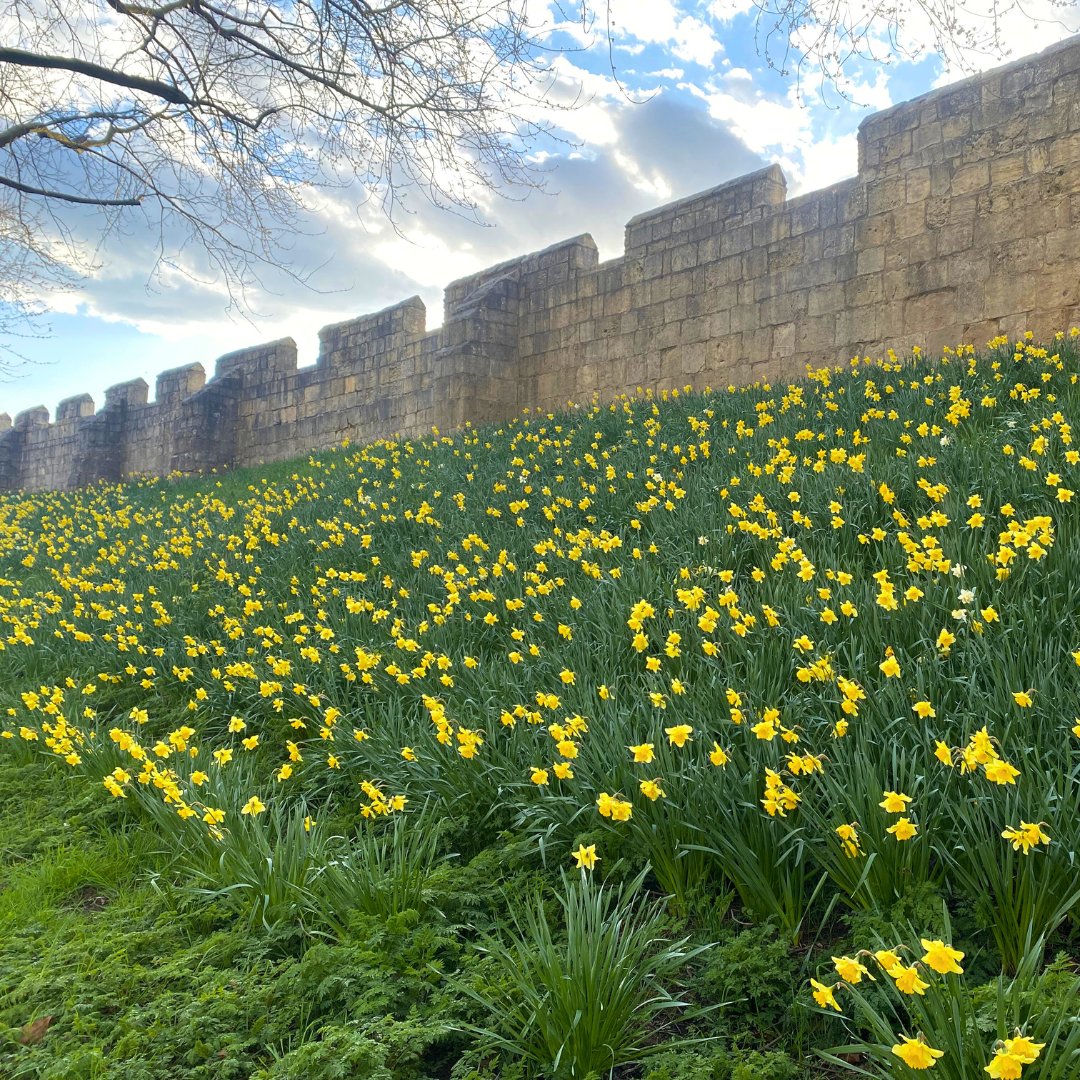 Happy Easter, with love from York! 🌼 🦆