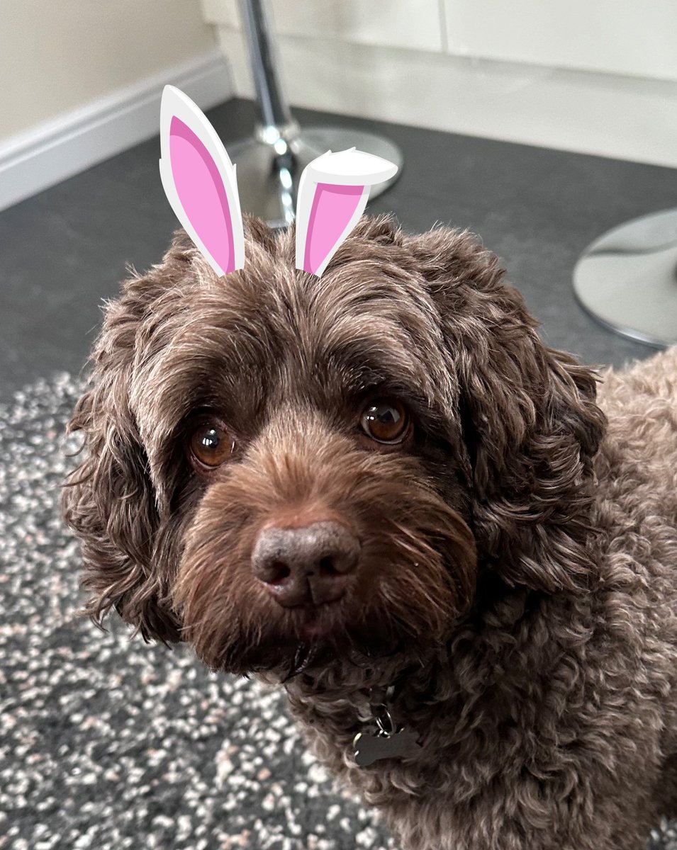 Good morning! Happy Easter pals - hope you have a pawesome day 🐰 🐣🐾🐾 #HappyEaster