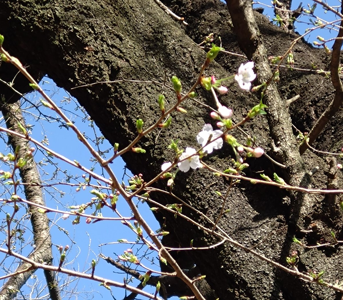 「桜も咲き始めた〜と撮ったは良いが、花じゃなくて幹にピントが合ってる 」|ずんだ🍩のイラスト