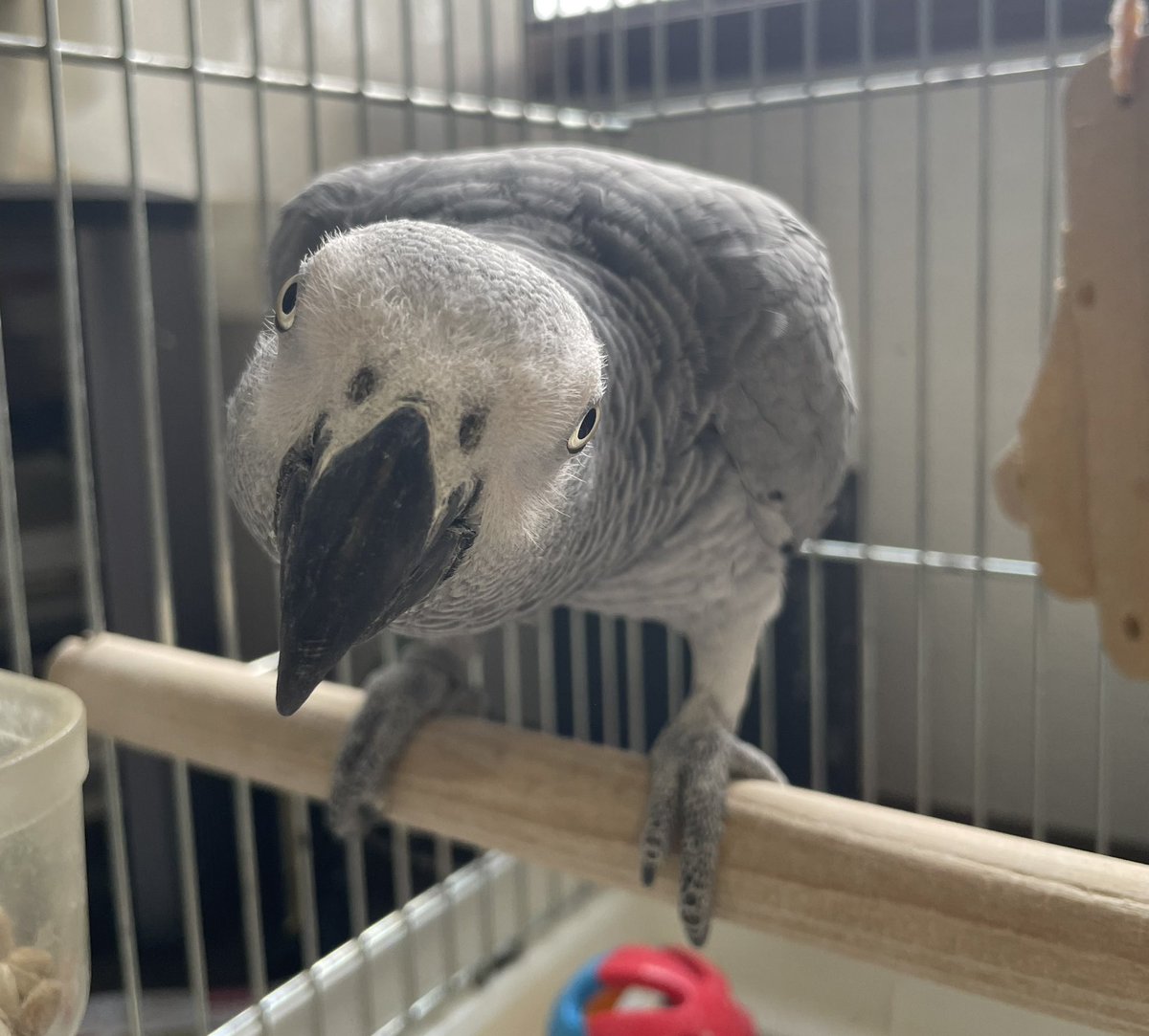 本日3月31日！！
あられ3歳の誕生日〜✨✨
おめでとちゃん( ˶ˆ꒳ˆ˵ )🩷