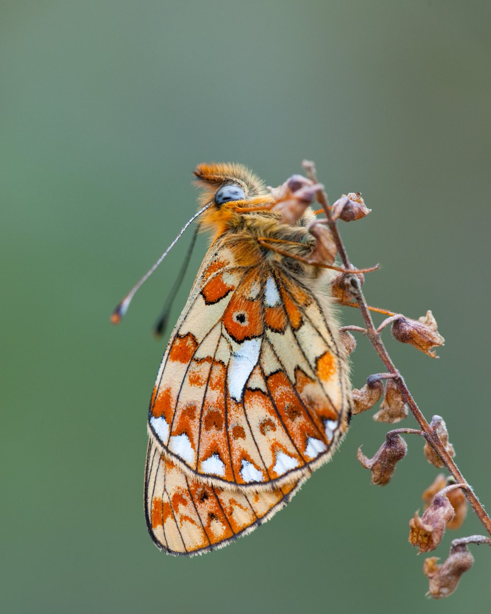 🎉 Happy 14th Birthday to the @sdnpa! 🎂🥳 In our latest blog, we celebrate this milestone and reflect on incredible biodiversity success stories within the South Downs National Park. ow.ly/8q9y50R5i43