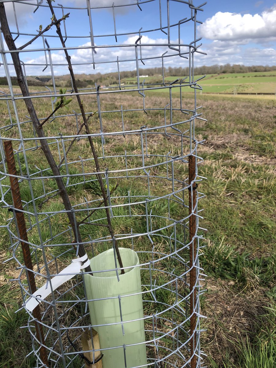 Happy Easter, our first fruit tree has burst into leaf, (an early plum). Notice the cattle grazing in the back ground. As soon as it is dry enough, the field between the Agro Forestry strips will be drilled with spring barley. To be harvested in 5 months time.