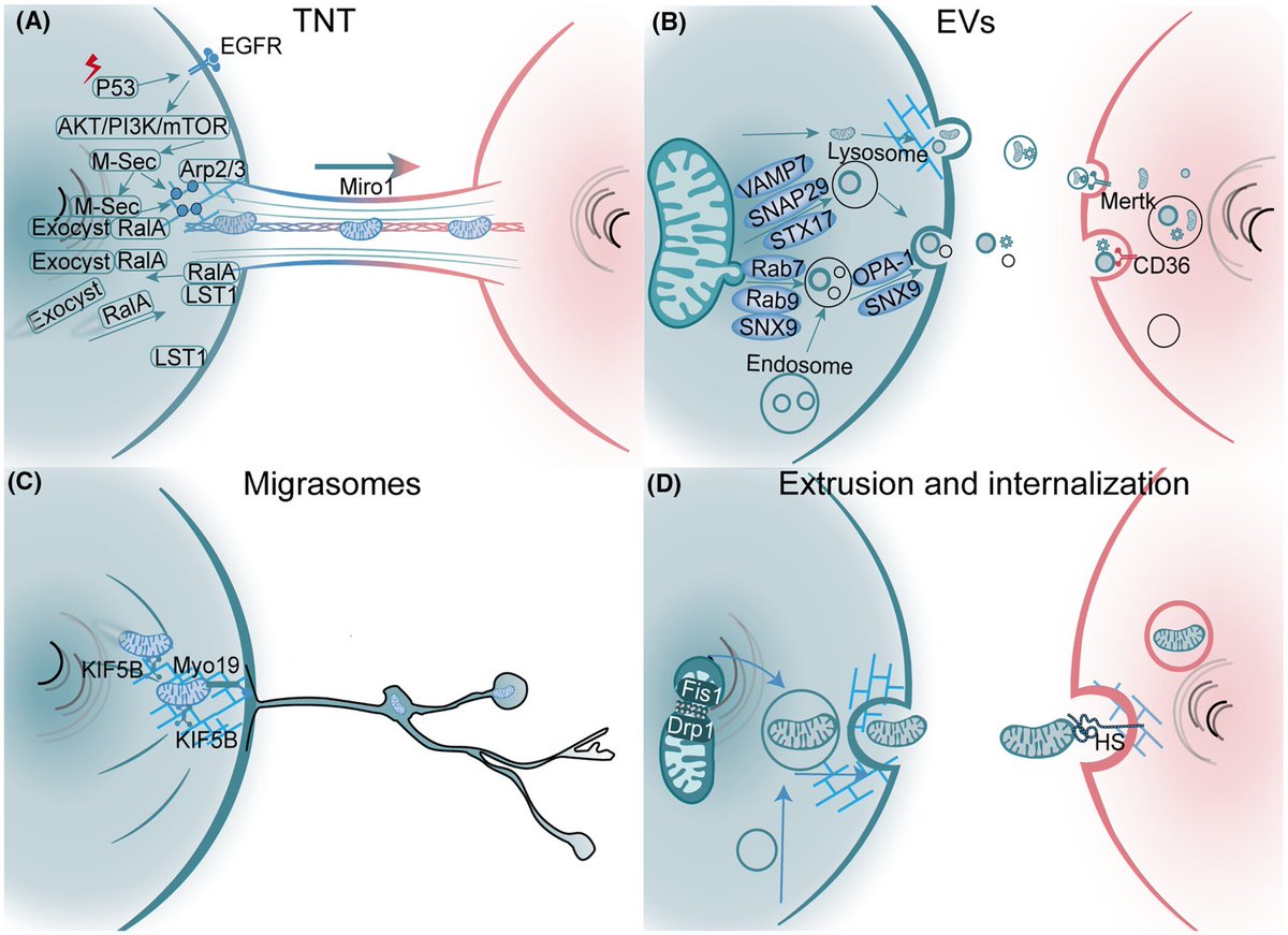 Happy Easter mito-folks ! Don't miss this rich selection of papers related to mitochondrial medicine presorted by @Bims_BiomedNews biomed.news/bims-mitmed/20… CAPTURE: Transfer and fates of damaged mitochondria in health and disease