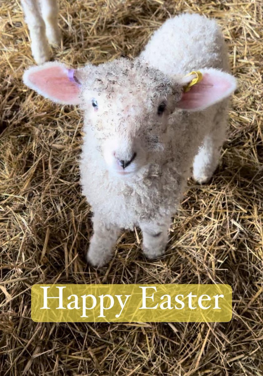 Wishing you the happiest of Easters x #lincolnlongwool #lincolnshire