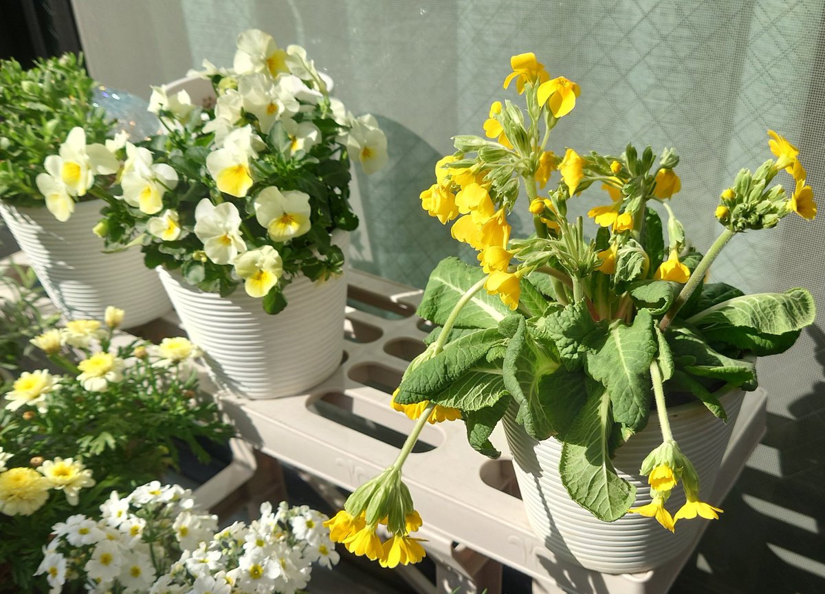 相談です

#プリムラアラカルト
4,5時間でしおれてしまいました😭
#ビオラ も若干

急に気温が上がり、午前も午後も、日当たりがよすぎたからかな　どう思いますか？
水はきのう十分あげました

雛壇の下段は、午後は日当たりが弱いので、マラコイデスとマーガレットは平気だったのかな

#ガーデニング