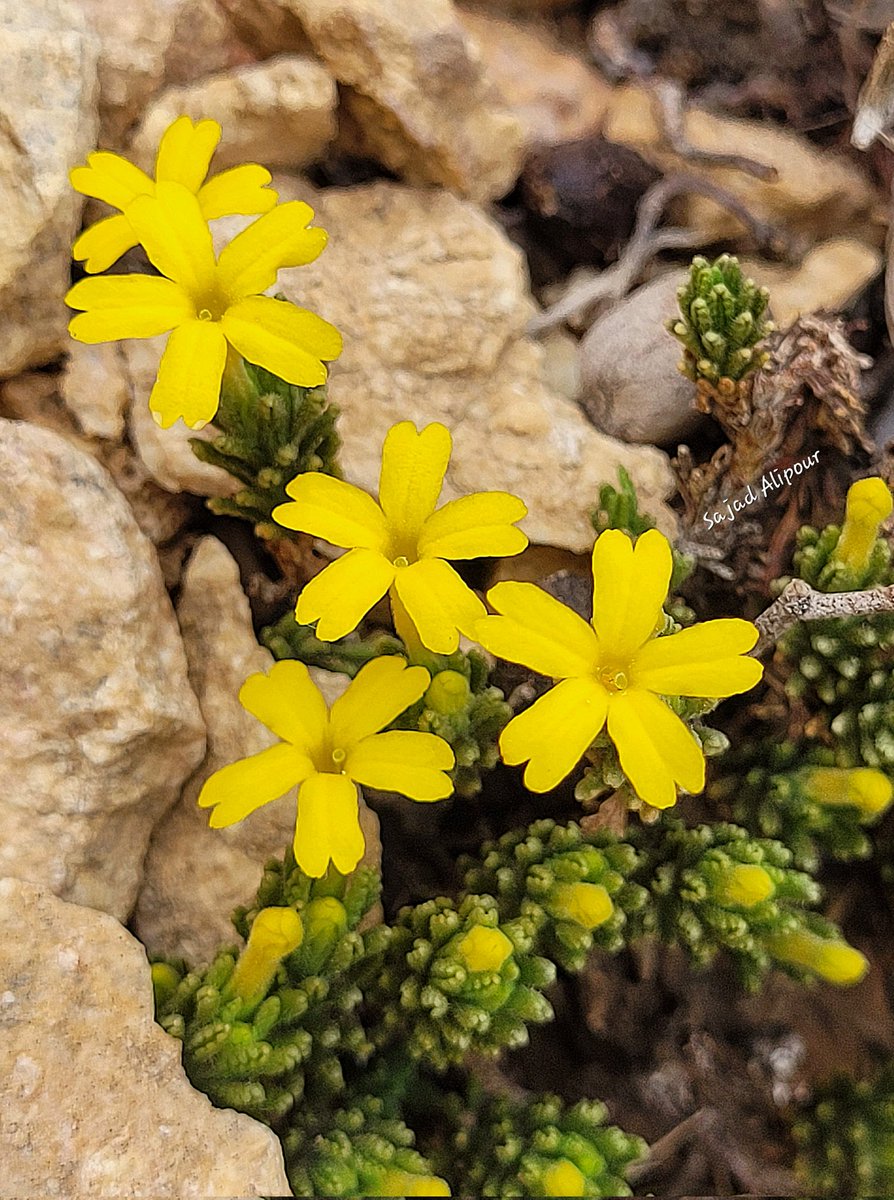 Dionysia tjeerdsmae Primulaceae Named after Gerben Tjeerdsma(Dutch-Swedish botanist) Fars province, Iran March 30, 2024 Elevation 2500m Very fragrant (rose-like fragrance). This species has been introduced as a new species in 2023. #Dionysia #Primulaceae #botany #Ecology