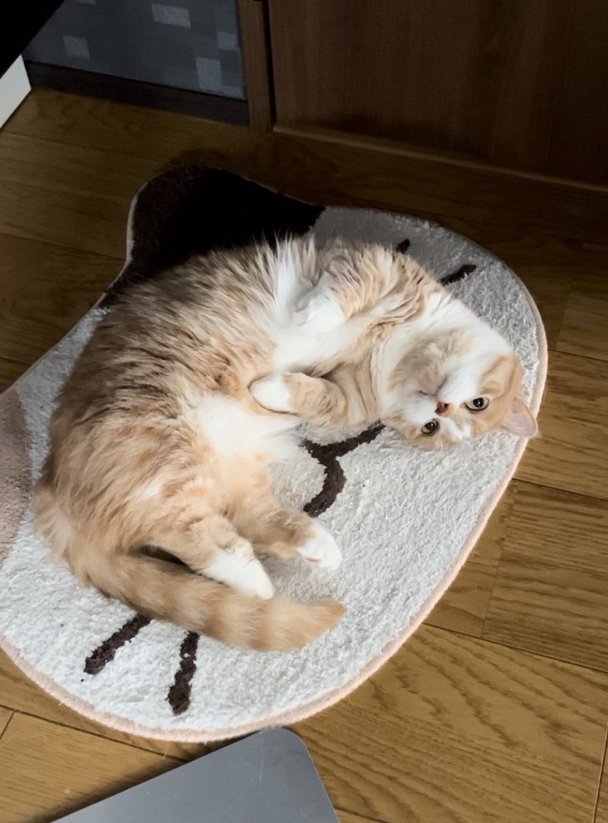 kotaro_0315's tweet image. だらだら
#猫　#猫好き　#猫のいる生活