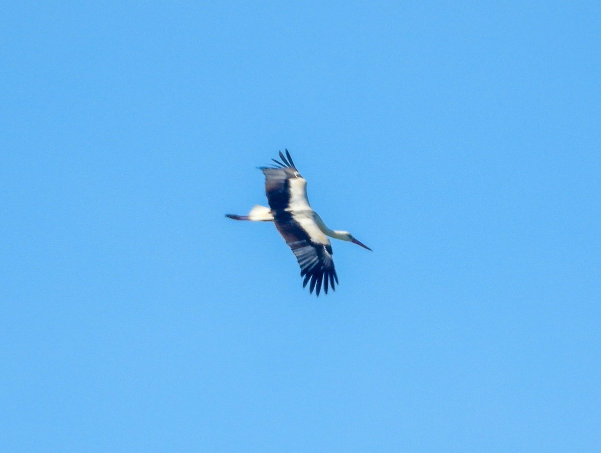White stork over Alderney yesterday 🐦