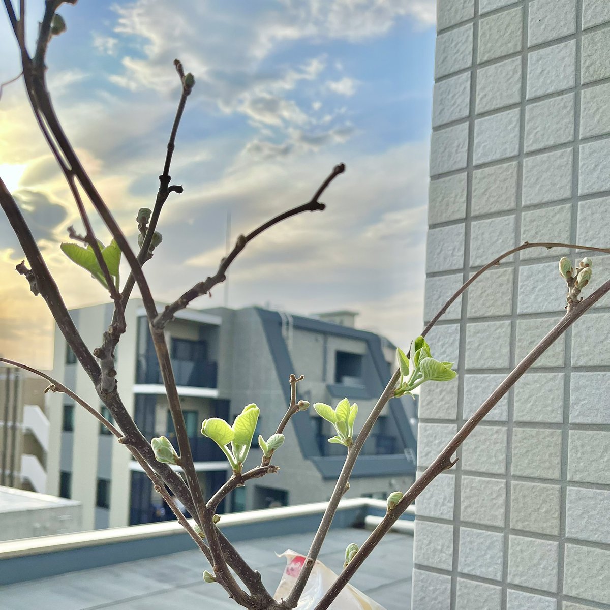 neko_kiwitech's tweet photo. 【速報】キウイの芽吹き、はじまる https://t.co/R2IU0AWhIY