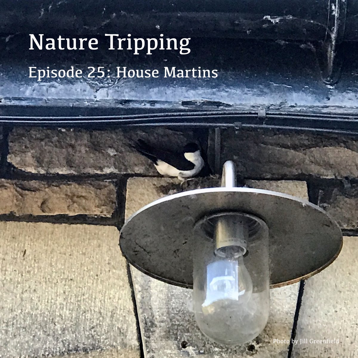 Jill and Kathryn make a discovery under their eaves: House martins have arrived! A summer of ups & downs follows & we track events over the year to learn more about these ‘epic’ little migrant birds, & how to love a ‘pile of poop’ 🙂. Available now from your podcast provider.