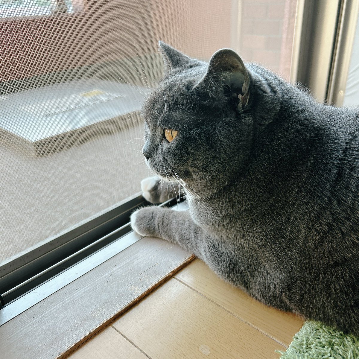 本日もニャルソック
#猫のいる幸せ #ブリショ
#ブリティッシュショートヘア 
#猫がいる生活 #猫好きさんと繫がりたい #猫がいる暮らし #猫 #cat #ねこ