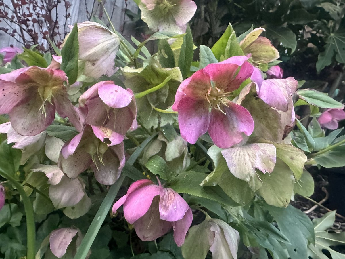 Cutting off the leaves made all the difference to the hellebores this year. Loving the different colours
#FLOWER #GardenersWorld #gardening #GardeningTwitter