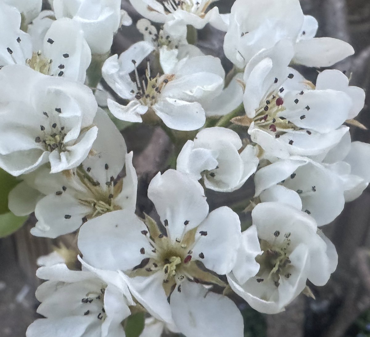 Pear blossoms
#GardenersWorld #gardening #growyourown #healthylifestyle #NatureLover