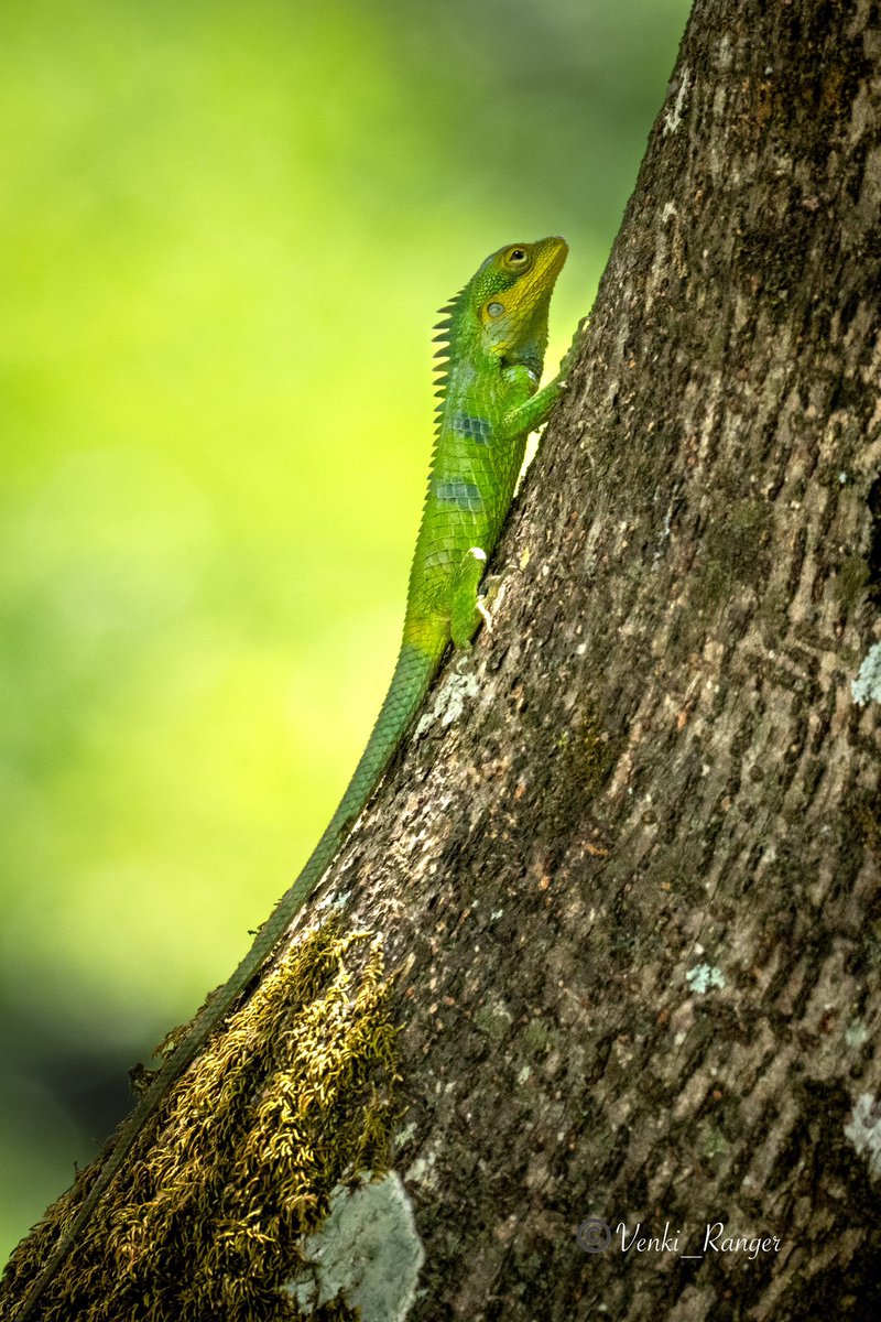 Happy Sunday 🦎 Large scaled forest lizard 🦎 @tnforestdept @TNGeography @WildlifeMag @natgeowild @NatureIn_Focus @AmazinNature00