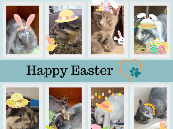 Happy Easter from all of us here at RATS! We hope you have a wonderful day ☺

Don’t miss our 40th Anniversary mailer out next week. 

For the latest news, sign up here👉 rats-animalrescue.co.uk
  
#AnimalRescue #LatestNews #MonthlyMailer