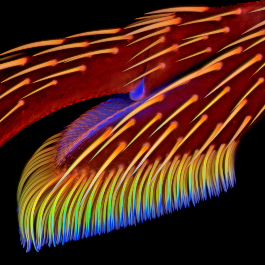 Spring is coming! 🐞🔬 Using confocal laser scanning microscopy and atomic force microscopy to investigate the legs of a ladybird beetle (Coccinella septempunctata) © Dr. Jan Michels, Institute of Zoology, Christian-Albrechts-Universität zu Kiel #ladybird #microscopy #spring