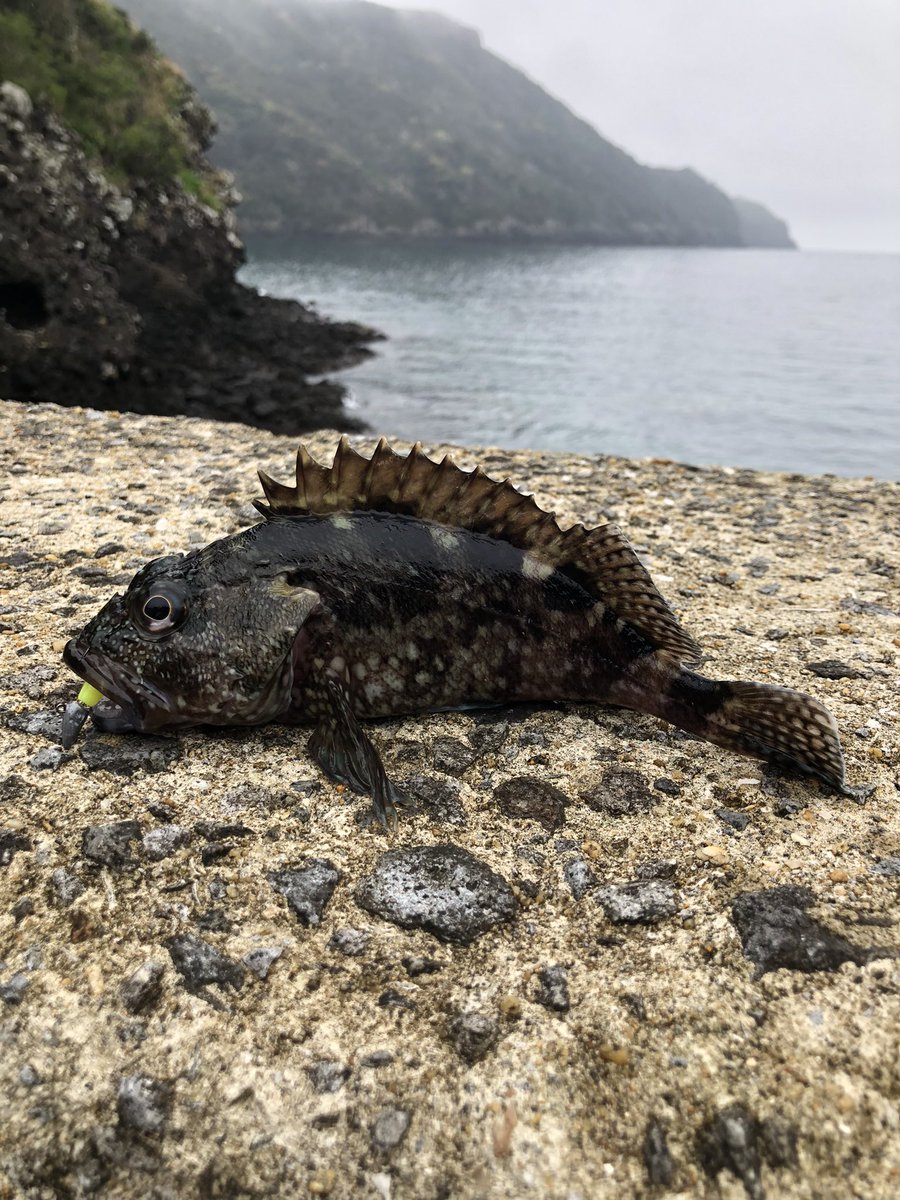 okappagogobar's tweet photo. 出張フィッシング🎣初めての平戸めちゃガシラ釣れるやん😊 https://t.co/3iDtmuTgyQ