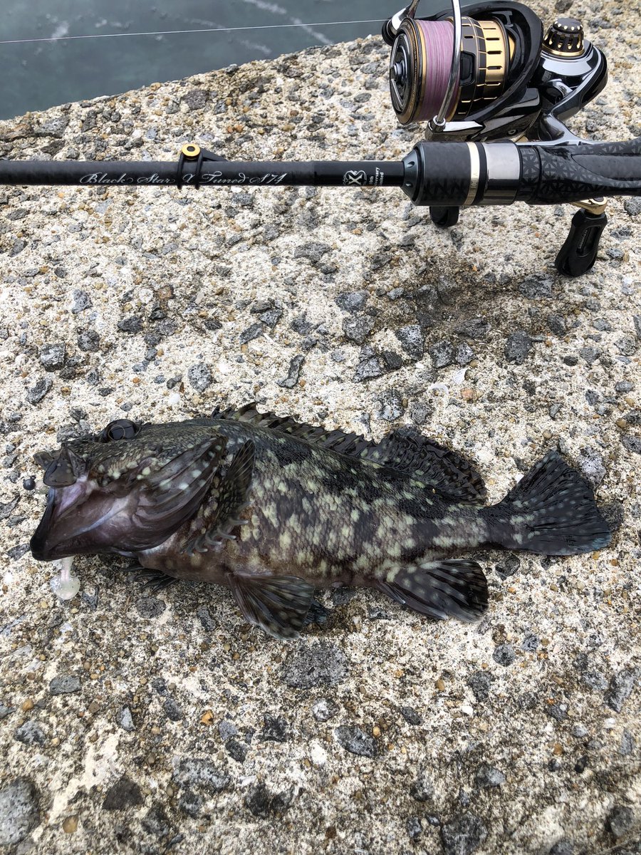 okappagogobar's tweet photo. 出張フィッシング🎣初めての平戸めちゃガシラ釣れるやん😊 https://t.co/3iDtmuTgyQ