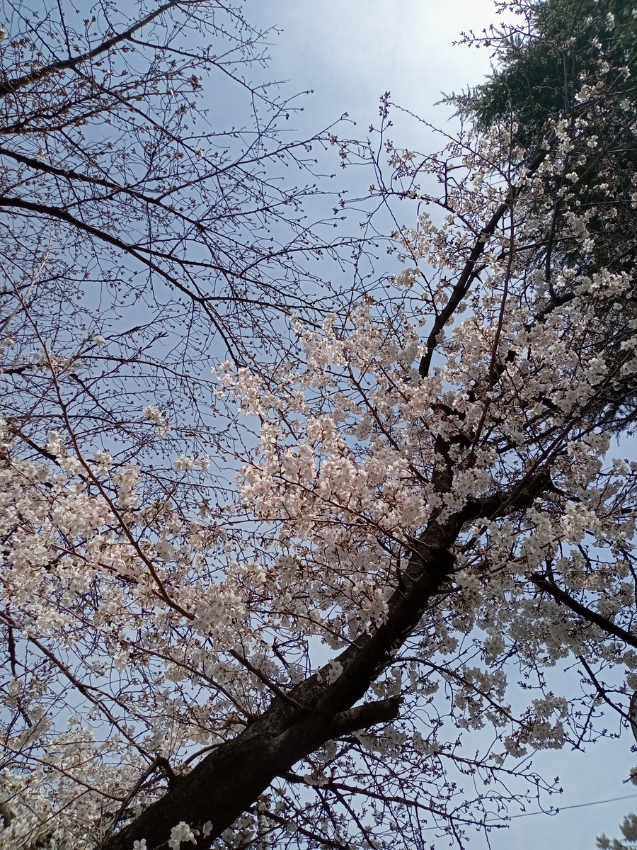 kai10111914's tweet photo. #桜
#大宮
#花見 https://t.co/9MhSpyoQ6E