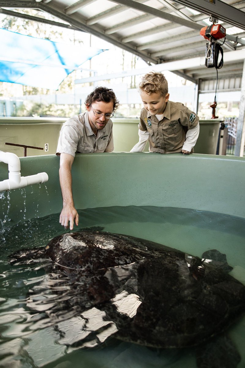 Our Sea Turtle Facility is among the busiest in the world! 💙 These ancient animals have been around for more than 110 million years, but today, almost all seven species are classed as Endangered or Critically Endangered. The hospital team work around the clock to treat,…