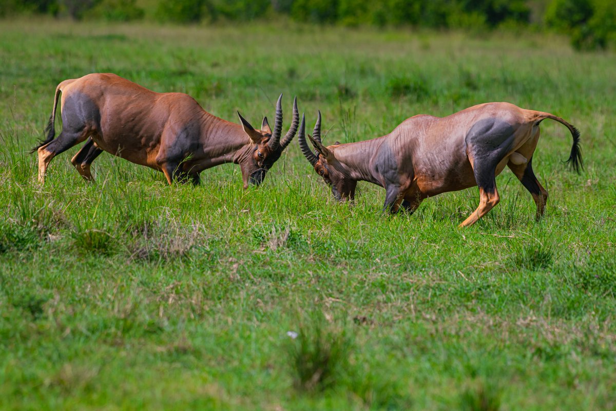 Topis on fight for a female | Masai Mara | Kenya
#topi #antelope #MammalWatching #bbcwildlife #exploreafrica #africa #loveafrica #magicalkenya #africanantelope #masaimara #africanparks #coloursofafrica #celebrateafrica #animalsoftheworld #mammals #bownaankamal #Iamnikon