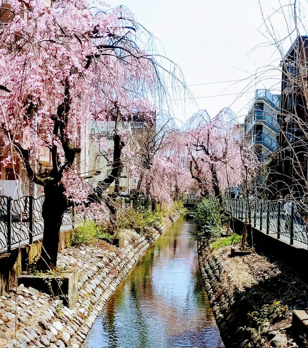 2024年3月31日の二ヶ領桜。笑っていいとも!終了から、十年。 
