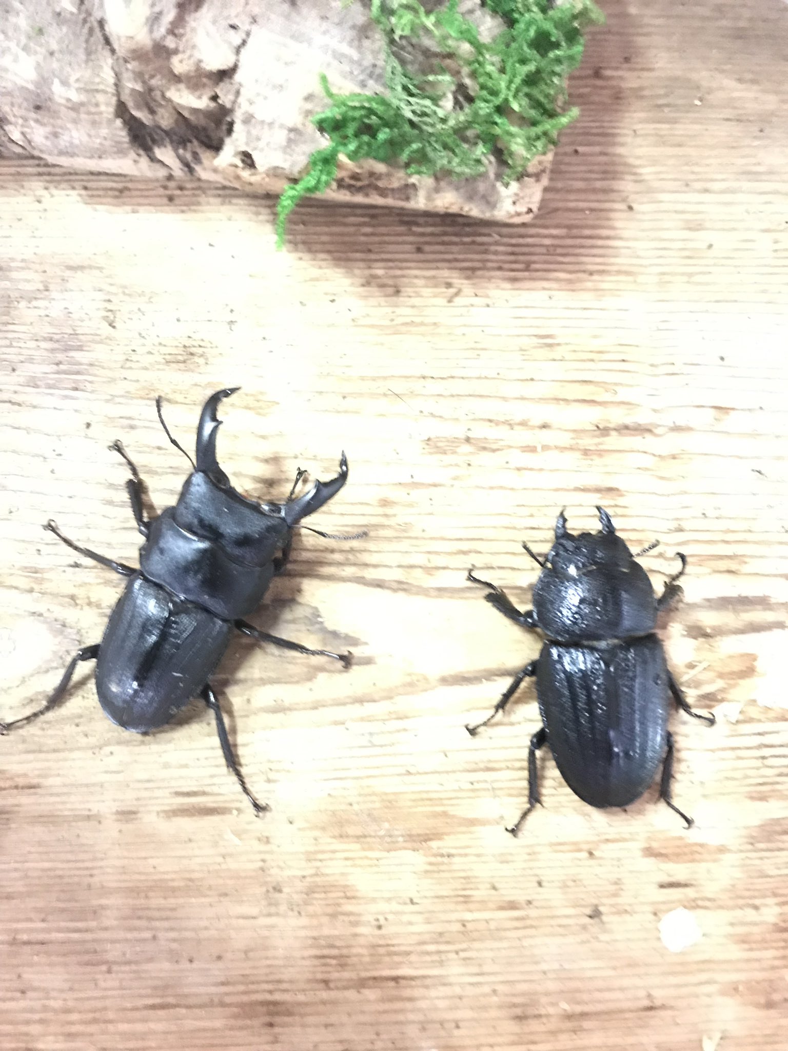 スジブトヒラタ　♂60ＵP スジブトヒラタ ♂60～61 （2ペア） ：0719-17