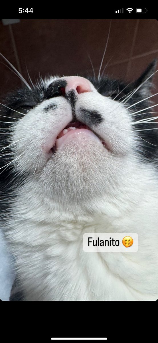 Abro hilo 🧵 con la foto de los dientes de sus gatitos, empiezo yo: Cosme Fulanito 😻 #Gatos