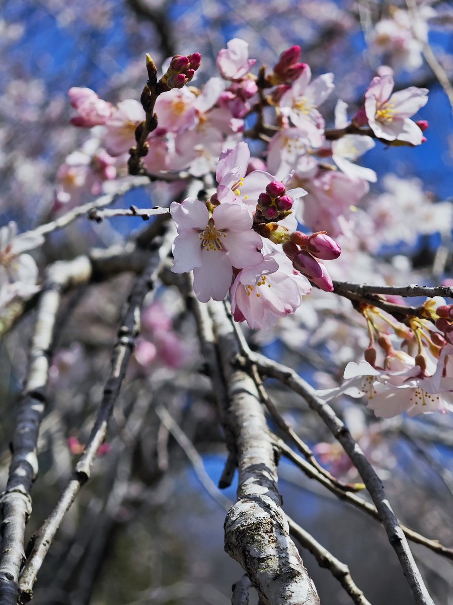 都内より秩父の方が桜咲いてるか？！
スマホ変えてから初の春
ボケ感がなかなかいい
#Xiaomi13pro