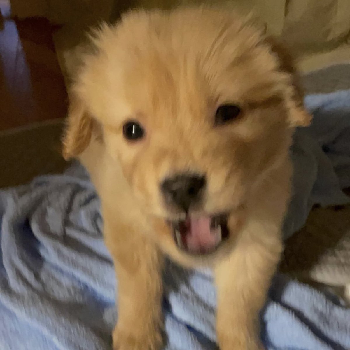 takemybear 🐶 tweet media
