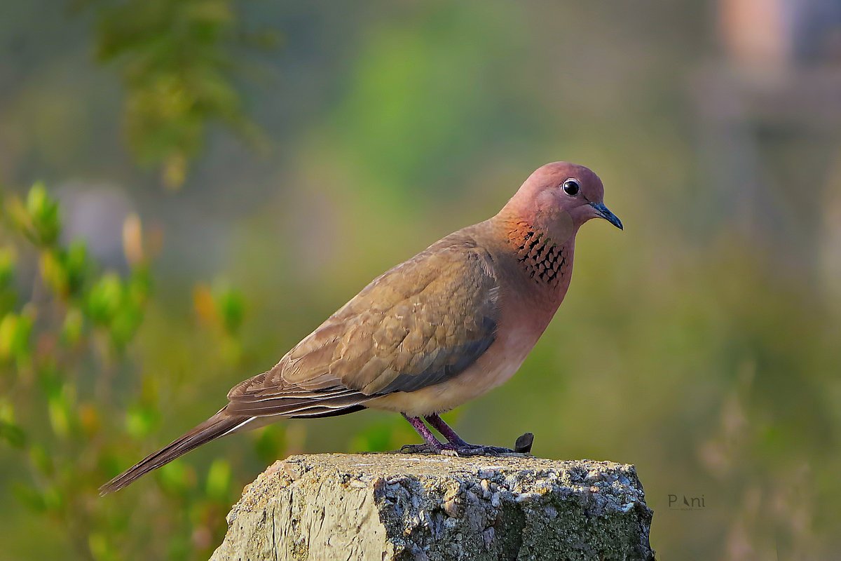Laughing Dove Laughing Dove is a charming and social bird known for its distinctive call and graceful appearance. They play a vital role in the ecosystem and bring a touch of cheerfulness to their environments. @IndiAves @Avibase