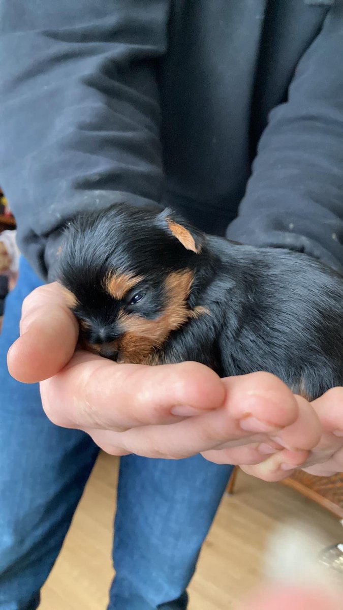 Time to celebrate! Lilly, at Willow Wind Yorkshire Terriers, has had her first litter! Six new cousins for me! 📷:Willow Wind Yorkshire Terriers