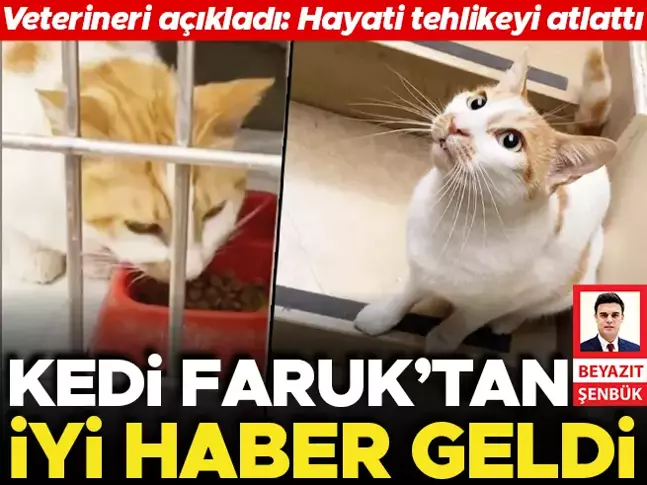 Beyazıt Şenbük yazdı: Kedi Faruk’tan iyi haber geldi! Veterineri açıkladı: Hayati  tehlikeyi atlattı 🖊️@SenbukB hurriyet.com.tr/gundem/kedi-fa…