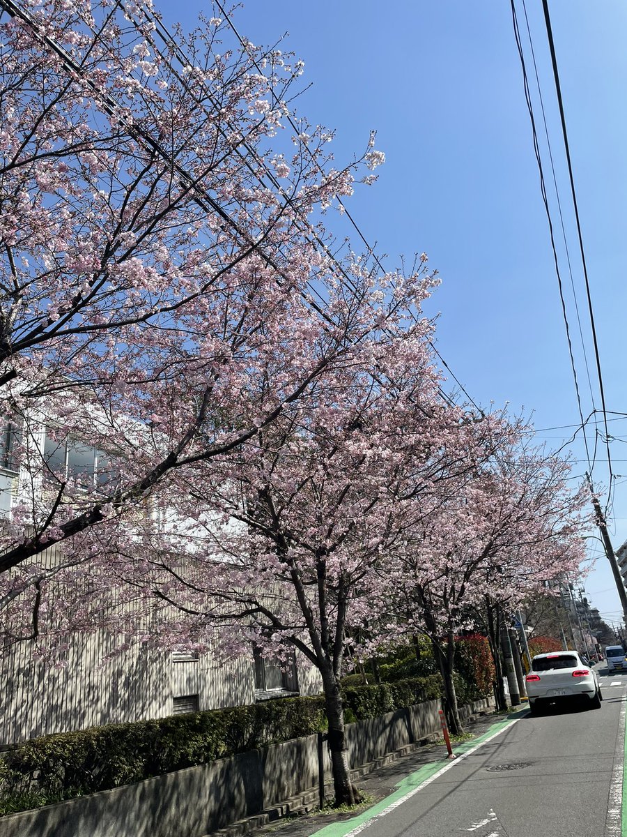 正門前の桜めちゃ綺麗😊
 #春から成城