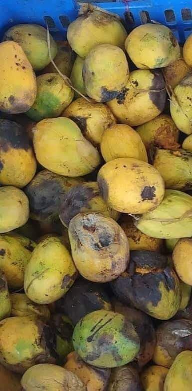 Selection of the lesser rotten mangoes....#democracy #Elections2024 #India #maharashtra @pune