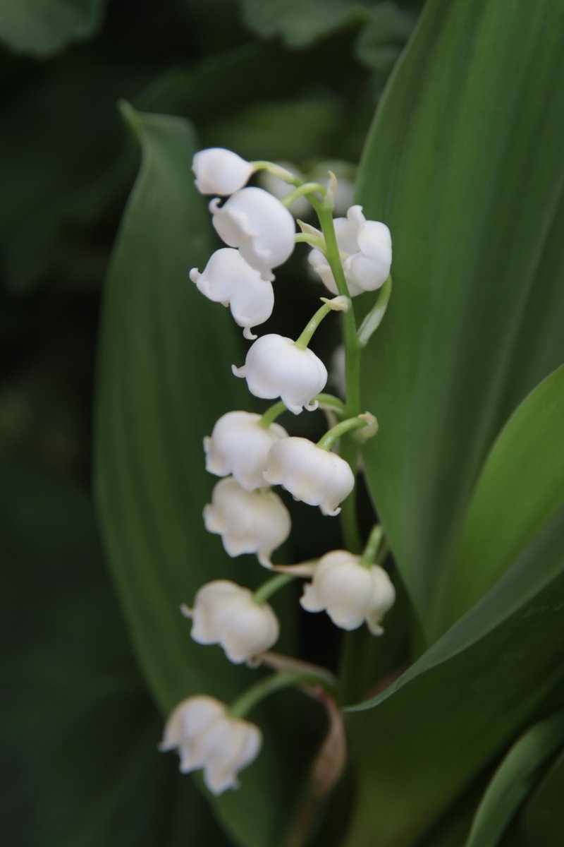 Lily of the valley 😉
