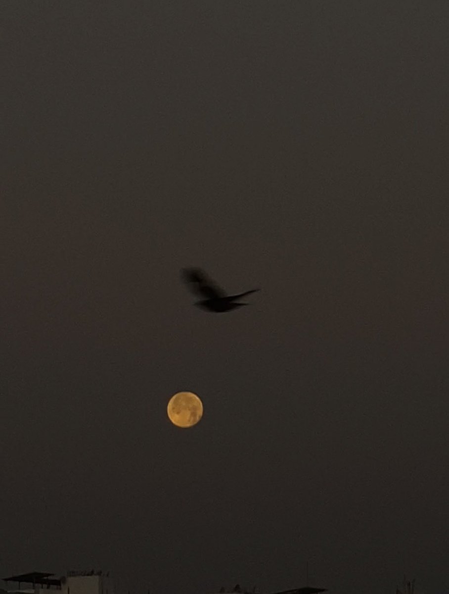 Moon in March🫶🏼