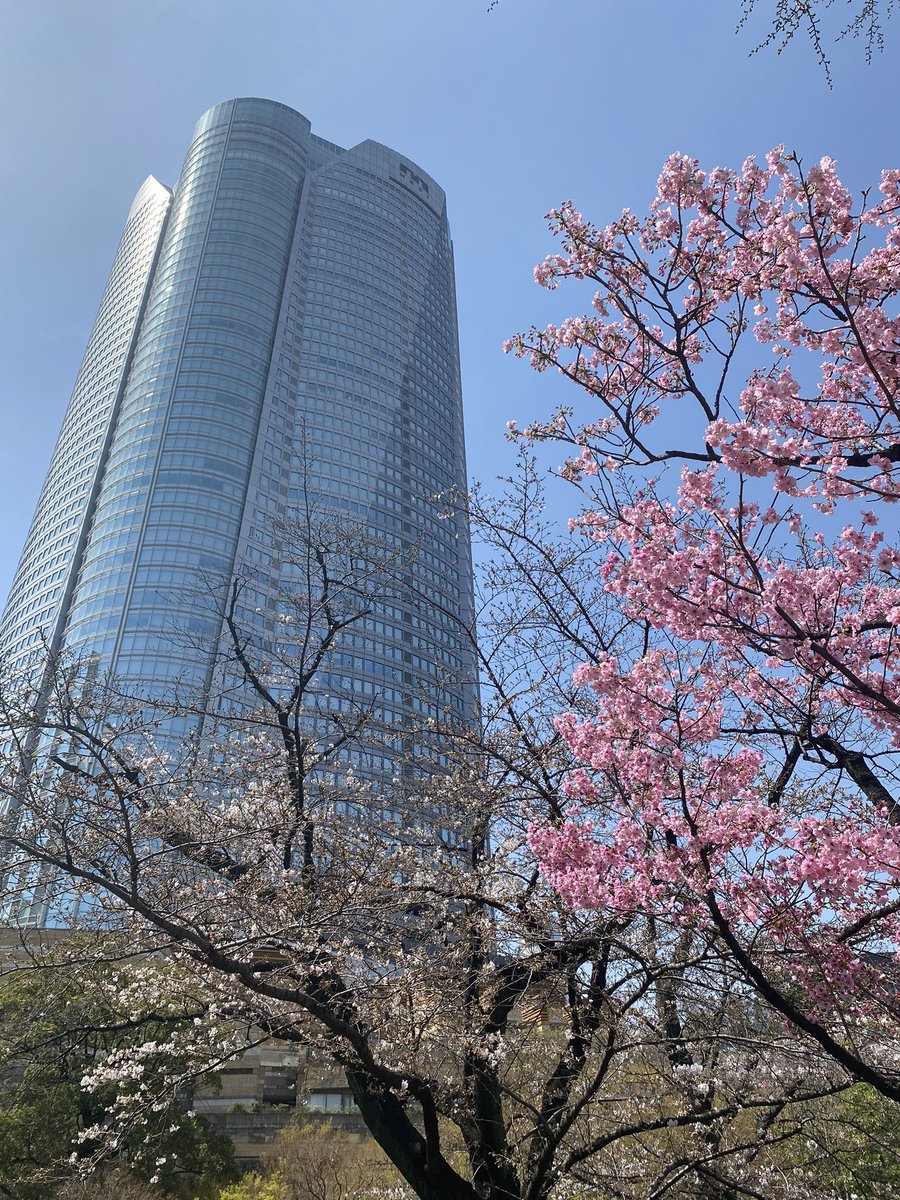 スタジオに上がる前にとJwaveがある六本木ヒルズの毛利庭園の桜をチェックしてきました。三分咲きってところかな？それにしても今年の東京の開花、遅かったですね。ここ最近の冷え込みが原因のよう。でも数日前の寒さが嘘の様な今日の天気、27度！3月の夏日は観測史上初！TOKIOゲストは初！SORAYAとUMI