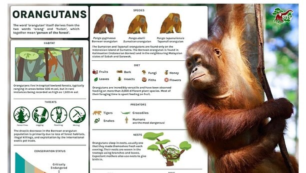 1998_CHS's tweet photo. And we want to you know that we're still finalizing the project and financial reports. Please bear with us as we prepare them for email distribution to our donors. Your support means everything to us. ☺

Thank you for your patience and enthusiasm! 💚 https://t.co/RlGl6OlNWX