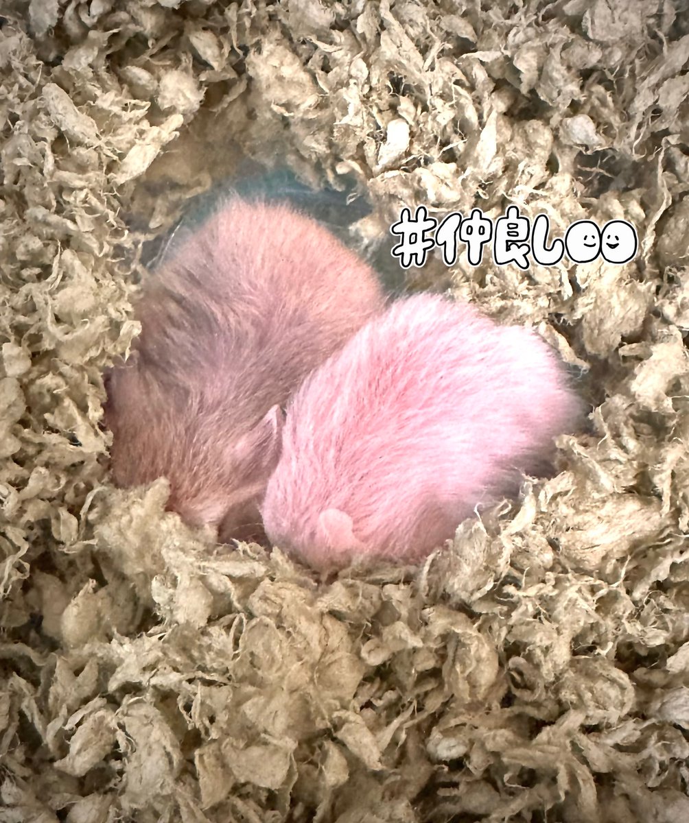 shiroganenoel's tweet photo. #ノエルーム
おつまっするさんでー💪✨✨✨
今年度最後って言い方がめっちゃトラップになっててごめんよー🙏💦
ホロファン旅やねねちからお迎えしたハムちゃんのお話ができて良かった🎶
まだ赤ちゃん！大事に育てるね🤱
しらたまとみたらしを宜しくね🫶💕
(遠くからズームで撮ったので画質が🐹) https://t.co/yIWlJZlq4r
