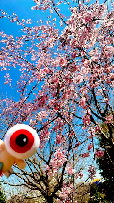 太郎天気がいい日の花見酒も乙なもんじゃの〜 