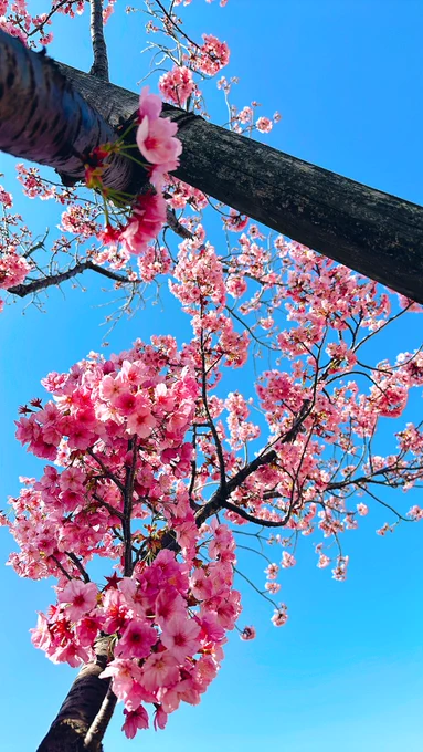太郎天気がいい日の花見酒も乙なもんじゃの〜 