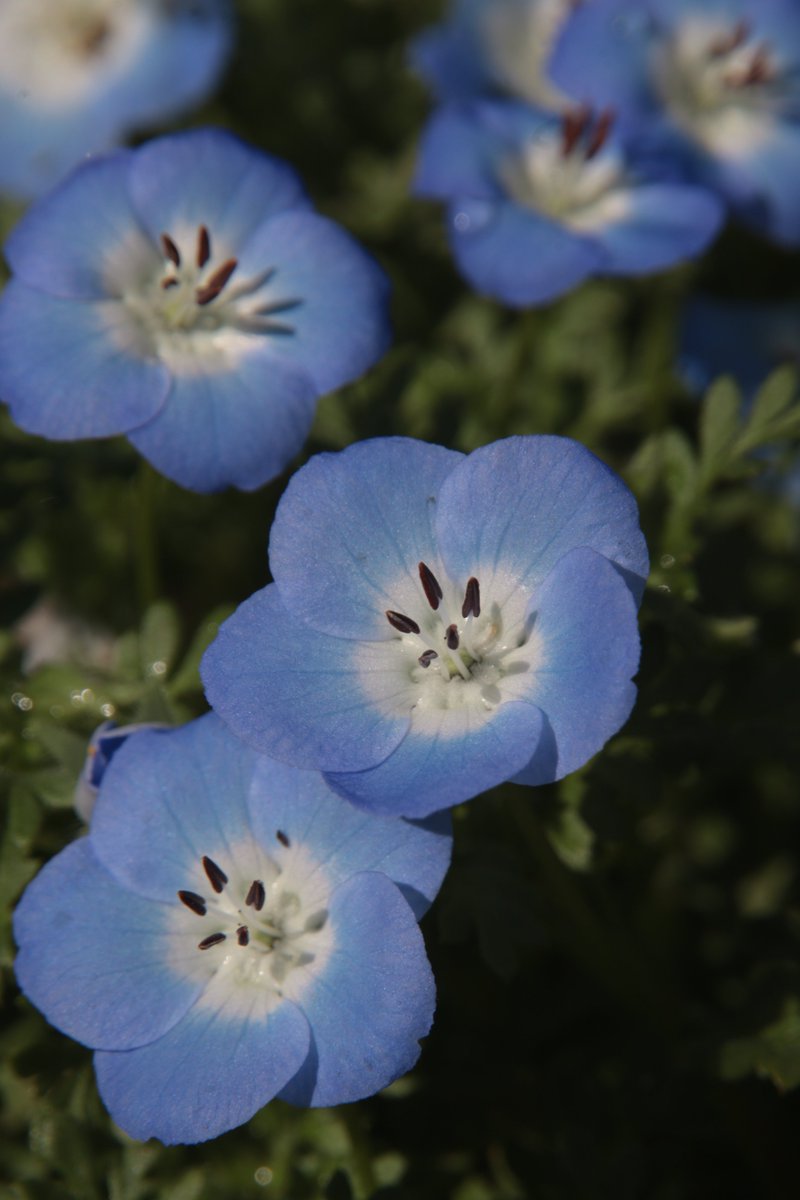 Nemophila 😇