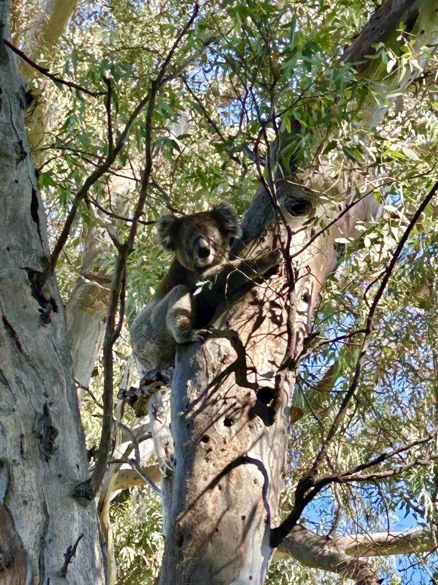 sairaali2's tweet photo. The friendly neighbourhood koala is back. He likes to hangout in my backyard 😍 https://t.co/IXeK2e7Po0
