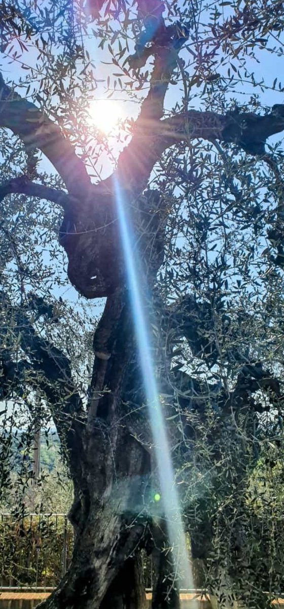 Balthaz91876818's tweet photo. Buon giorno e buona Pasqua a tutti voi
#BuongiornoATutti
#goodmorning
#Pasqua2024
#pasq https://t.co/wR9uX70XhL