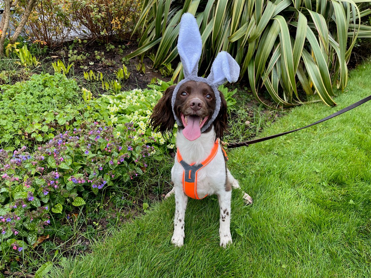 WANTED | Do you recognise this spaniel? Officers are keen to speak to her following reports of a dog impersonating the Easter Bunny this weekend. PC Woofington said: 'If you spot her, please approach with caution and remember - she may be armed with Easter eggs.'