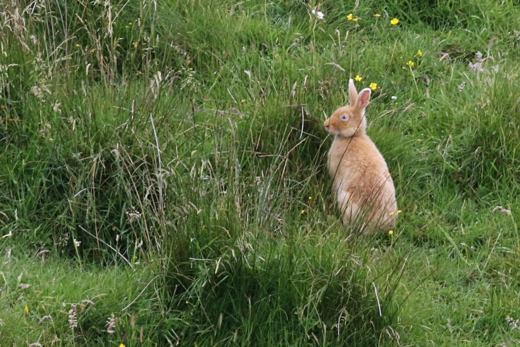 Happy #Easter, everyone! What a good excuse to share a picture of a beautiful Golden Hare on #Rathlin #EasterHare #SpringOnRathlin